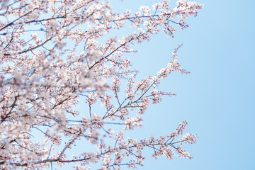 Pear Blossom