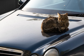  Stray homeless cat resting on the hood of a car