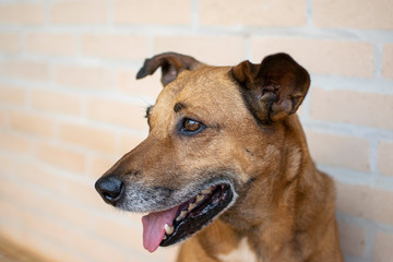 Vira lata caramelo, dog looking closely, showing tongue