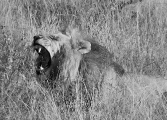 black and white photo male lion wakes up and is yawning in the wild life of the Kruger Park in South Africa