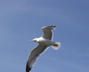 seagull in flight
