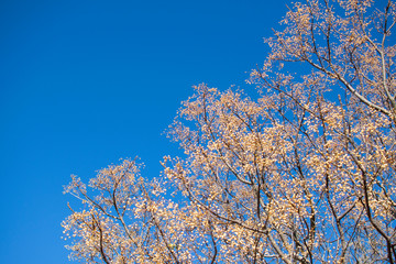 Blooming fruit tree on a blue sky background