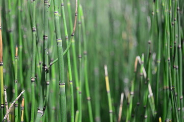 NATURA