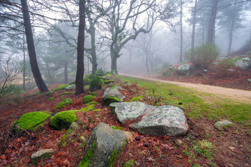 Camino en la niebla entre pinos y robles en la garganta de la Graja. Sierra de Gredos. Avila....