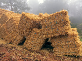 Fardos de paja preparados para su transporte en el pinar entre la niebla en Cadalso de los Vidrios....
