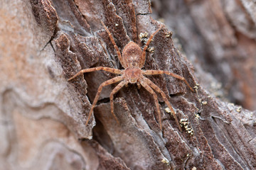 Spinne