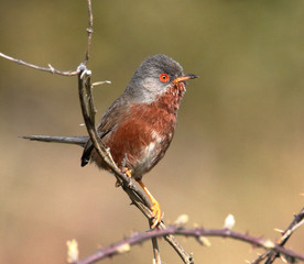 An alert, watchful Dartford Warbler, Sylvia undata, perched on a branch defending its territory against rivals. Taken at Hengistbury Head UK