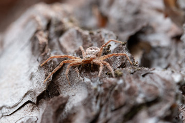Spinne