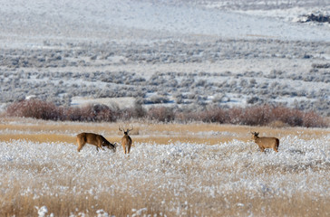 Whitetail Deer Bucks in Snow in Idaho