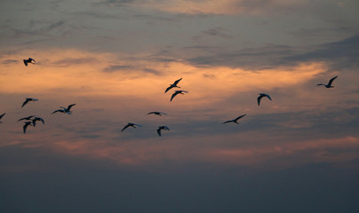 birds in the sky at the time of sunset,