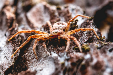 Spinne