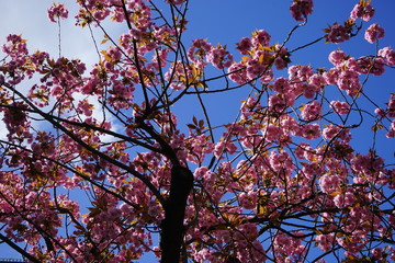 Rosa Kirschblüten, Wolke, blauer Himmel, Sonnenlicht