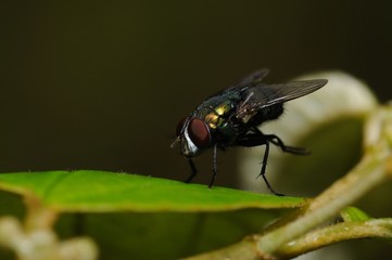 House Fly resting on a leaf