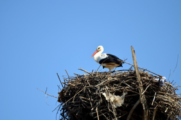 Fototapeta premium stork in the nest,photo