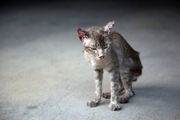 sympathize bloody small and thin stray cat