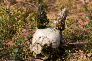 Skull Gehörn Schädel