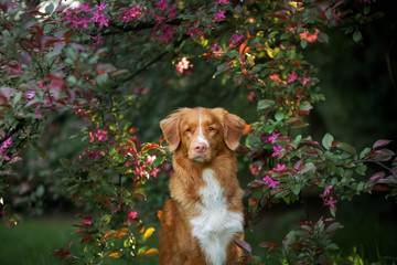 dog in pink colors in the spring. Pet on the nature. Nova Scotia Duck Tolling Retriever