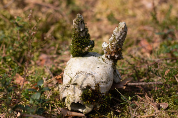 Skull Gehörn Schädel