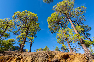 Fototapeta na wymiar Scenic view on Caldera de Taburiente with green pine forest, ravines and rocky mountains near viewpoint Cumbrecita, La Palma, Canary islands, Spain