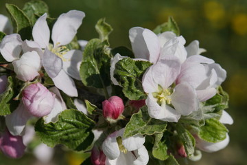 Apfelbaumblüte am Bodensee vor blauem Himmel