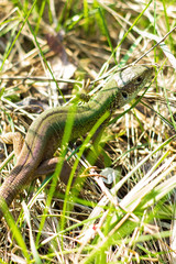 The European green lizard (Lacerta viridis) is a large lizard distributed across European midlatitudes. Svetlovodsk city, Ukraine. Beautifully colored reptile in nature habitat. Selective focus