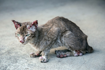 sympathize bloody small and thin stray cat