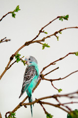 The budgerigar or blue wavy parrot sitting on a branch on white background at home. Wildlife animal in your house