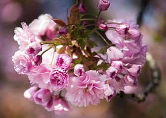Closeup of Pink Cherry blossom in the spring warm day
