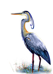 blue great heron, watercolor illustration