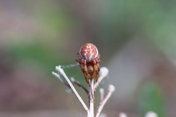Fototapeta premium Spinne