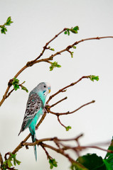 The budgerigar or blue wavy parrot sitting on a branch on white background at home. Wildlife animal in your house