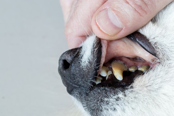 Dogs have problems with oral cavity, limestone, gingivitis, tooth decay. bad teeth dog.