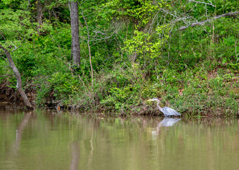 A great blue heron is refelcted in the waters at the lake in Oklahoma on a sunny day amongst the green foliage wildernesslike background.