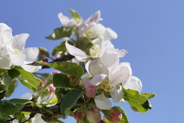 Apfelbaumblüte am Bodensee vor blauem Himmel