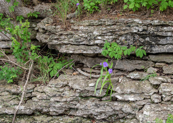 Beautiful little purple flowers grown amazingly through the thick rocks of a lakeside cliff in Oklahoma. Bokeh.