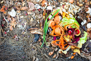 Composting organic food scraps  for the plants in garden