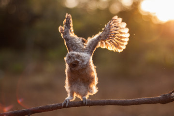 close up of an young owl trying to balance its wait on a tiny branch 