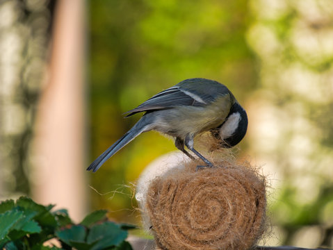 Meise holt Material f&uuml;r Nestbau