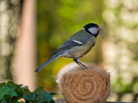 Meise holt Material f&uuml;r Nestbau