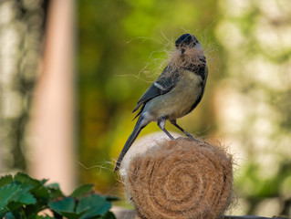 Meise holt Material für Nestbau