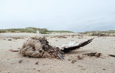 A big dead seagull bird washed up on a polluted beach, after an oil spill in the sea. Marine birds...