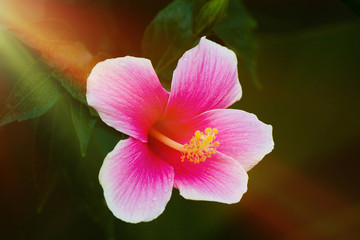 Beautiful pink chaba flower  on a dark green background., Close-up photo.