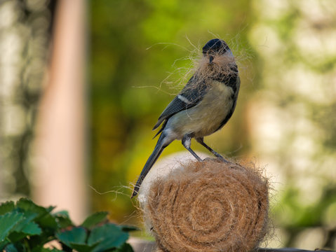 Meise holt Material f&uuml;r Nestbau