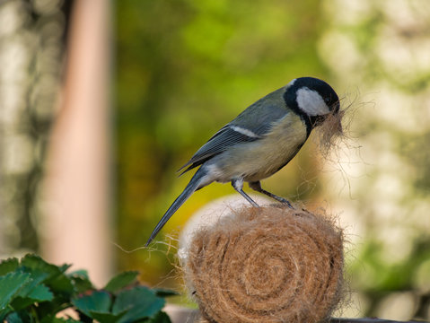 Meise holt Material f&uuml;r Nestbau