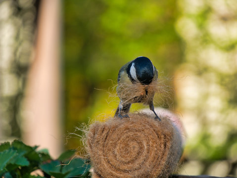 Meise holt Material f&uuml;r Nestbau