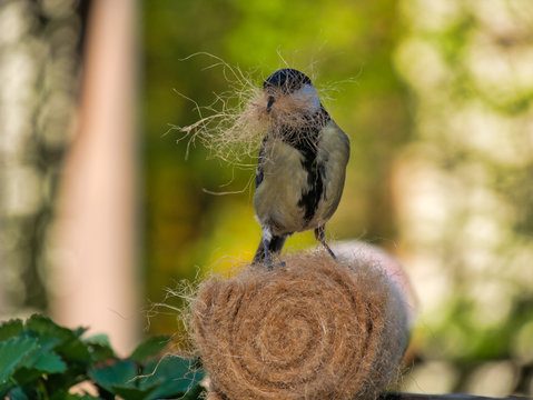Meise holt Material f&uuml;r Nestbau