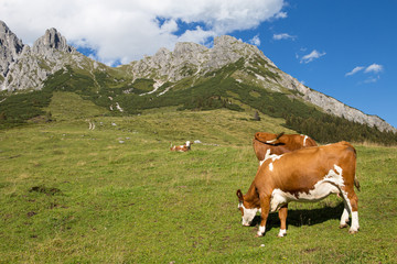 Fototapeta na wymiar Cows on austrian alp, Austria