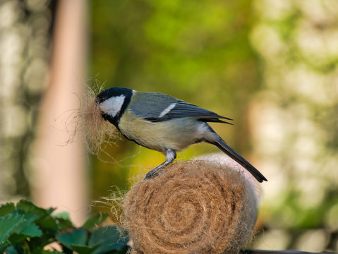 Meise holt Material f&uuml;r Nestbau