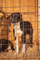 Homeless dogs in a cage. Photographed close-up.