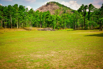 Obraz premium landscape with trees and blue sky